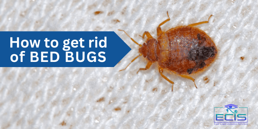 How to Get rid Of Bed Bugs Illustration