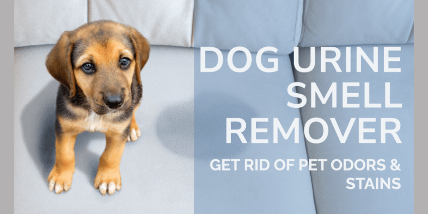 Dog Urine Smell Remover tips and tricks